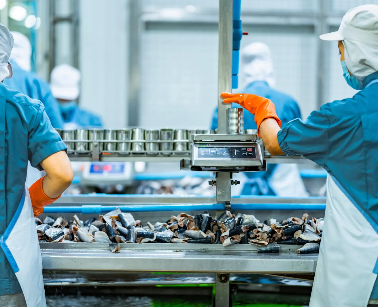 Food-production workers in coats, hairnets and gloves weighing canned product on a digital scale beside a filling line